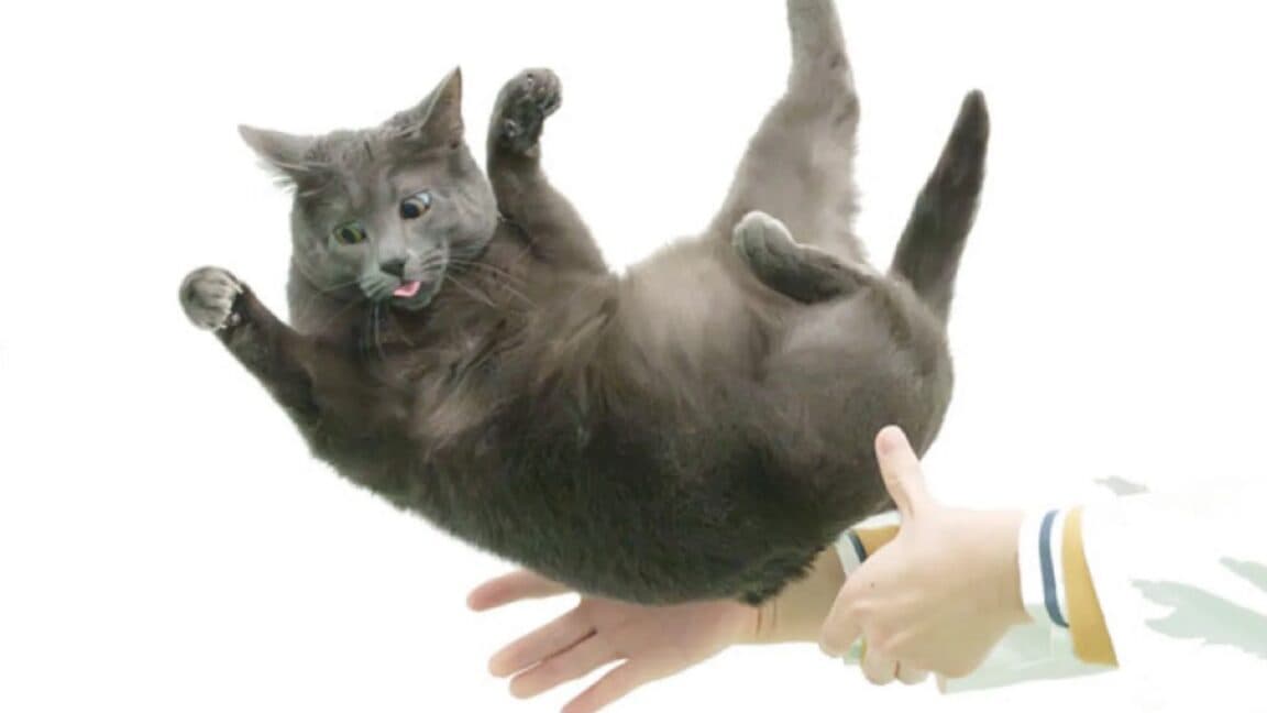 Flexible feline spines shed light on "falling cat" problem