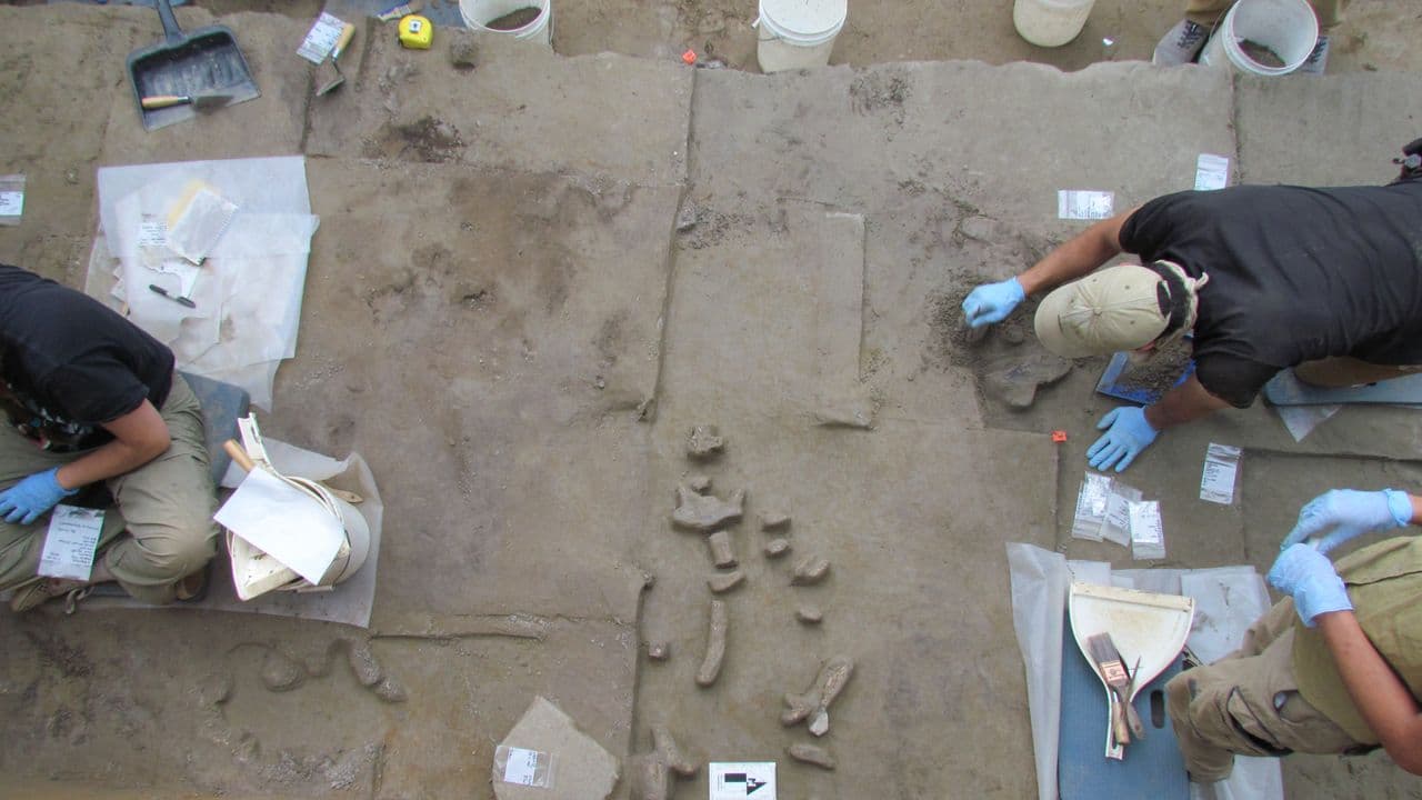  14,000-year-old ivory tools found in Alaska hint at how Clovis ancestors first arrived in the New World 