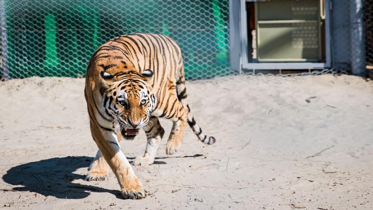  Kazakhstan plants tens of thousands of trees in giant effort to reintroduce tigers 