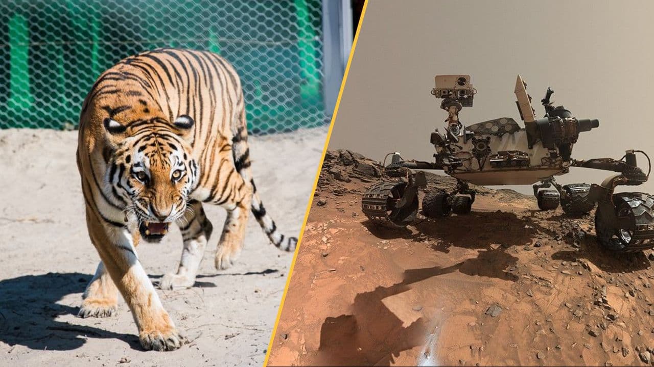 Science news this week: 'Spiderwebs' on Mars, tigers' return to Kazakhstan, and 2,000-year-old skull with permanently blackened teeth