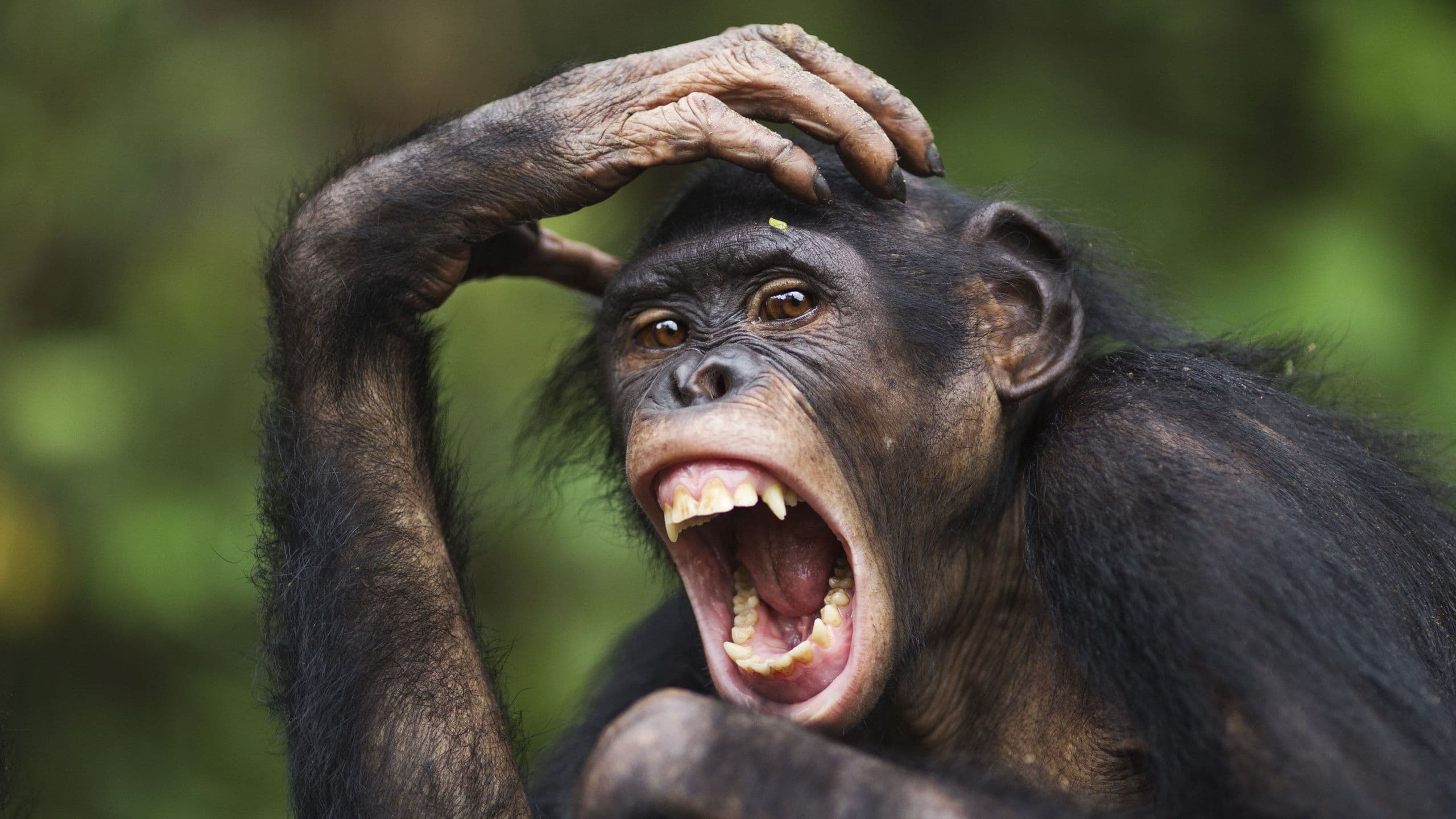 Bonobos are just as aggressive as chimps, but there's a key difference — the female bonobos