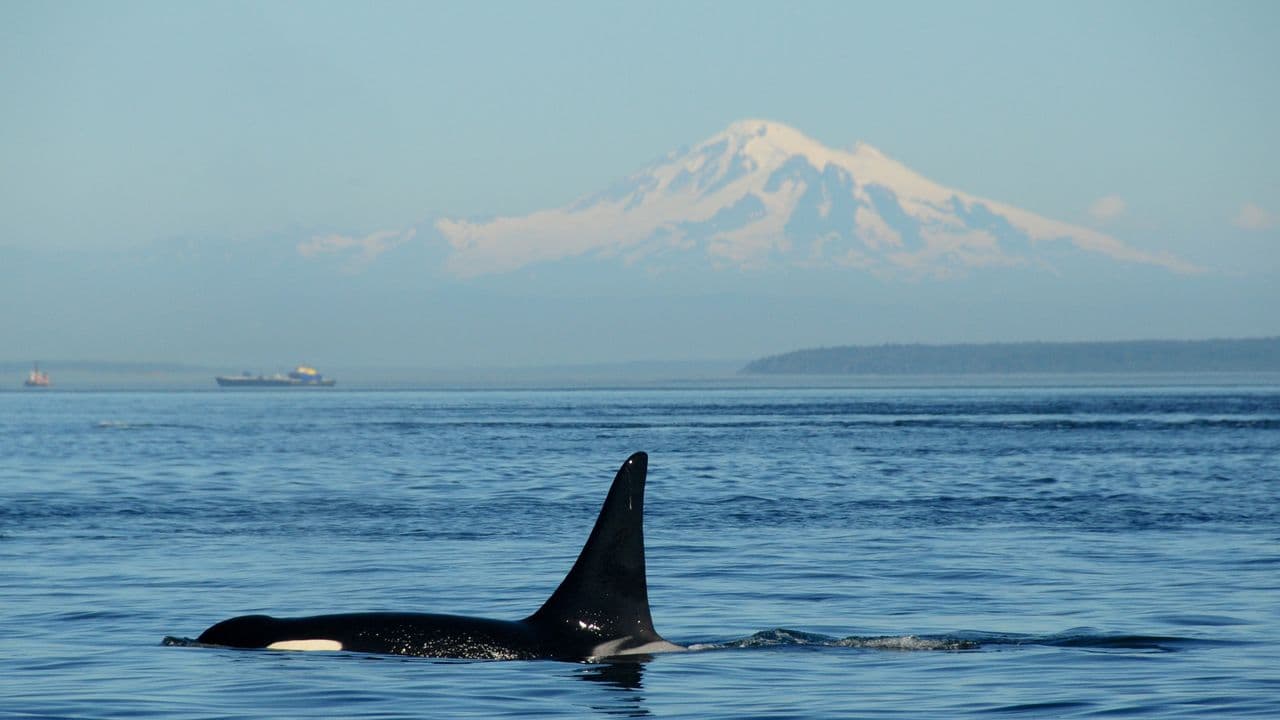 Chewed-up orca fins on Russian beach point to cannibalism, and scientists say it may explain why some pods are so tight-knit