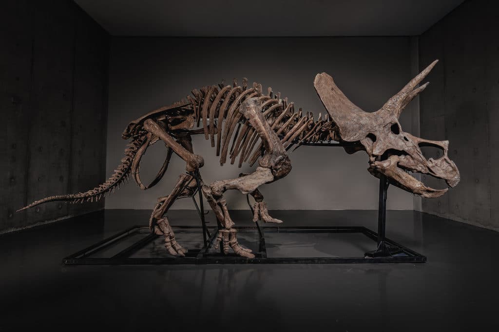 Triceratops skeleton 'Trey' to hit auction block as dinosaur prices soar