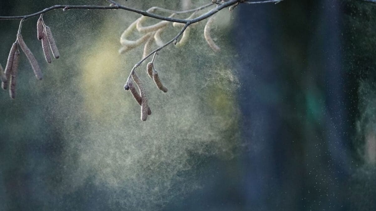 Pollen Might Be Hurting Kids' Test Scores