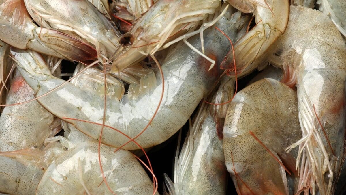 Novel Virus in Seafood Linked to Rising Eye Disease Cases, Study Finds