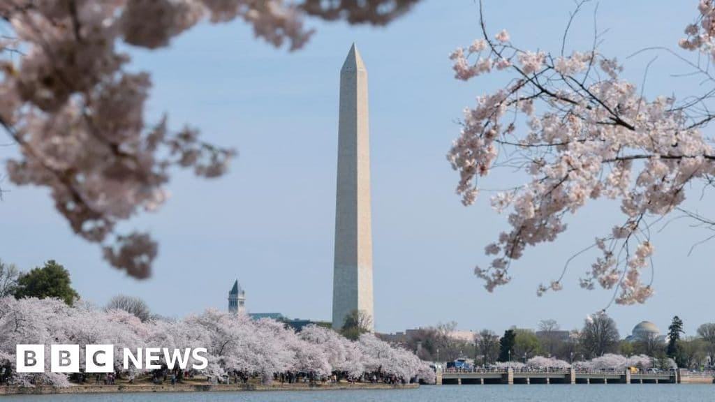 Washington DC Cherry Blossoms Reach Peak Bloom: Seventh Consecutive Year Before April 1