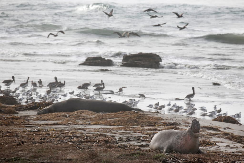 First Confirmed Cases of Bird Flu in California Elephant Seals Stoke Fear As Virus Surges Worldwide - Inside Climate News