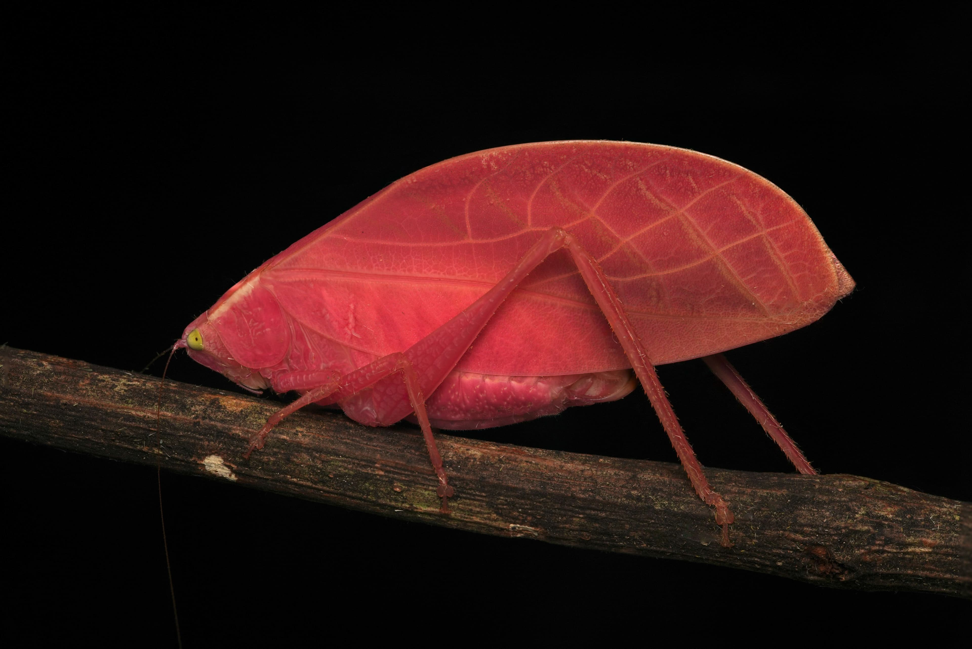This Pink Bug Is Not A "Rare Freak Mutant" After All