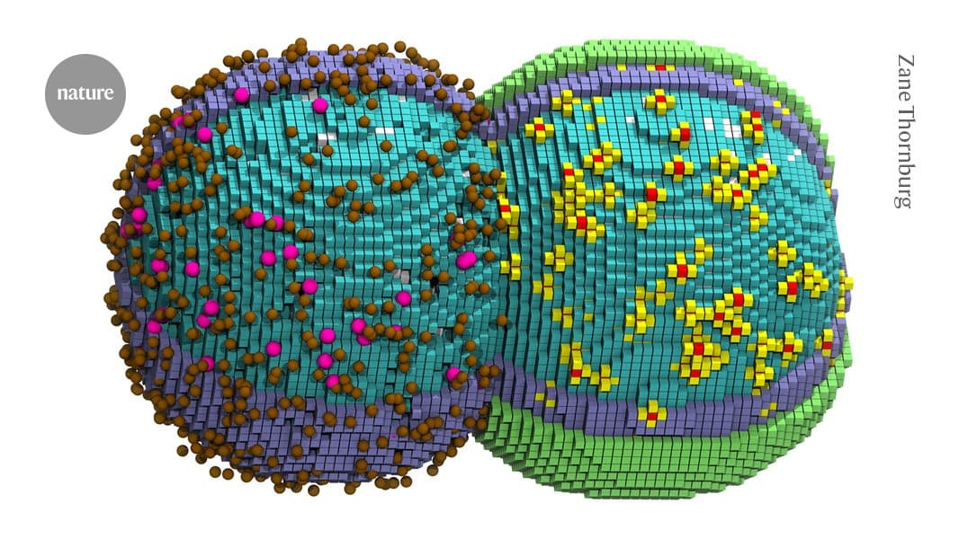 ‘Virtual cell’ captures most-basic process of life: bacterial division - Nature