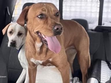 WATCH:  Snow plow driver tells David Muir about rescuing lost dogs during height of blizzard