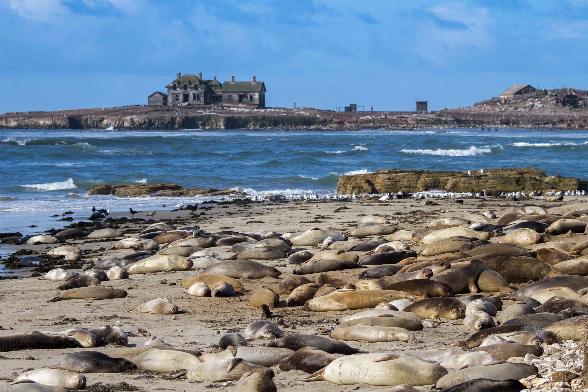 Deadly avian flu detected in California marine mammals for the first time - SFGATE