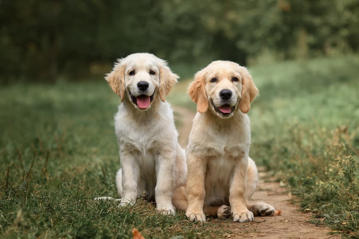 Golden Retriever Puppies Practicing to 'Sit Nice' for Their Food Will Make Your Whole Week