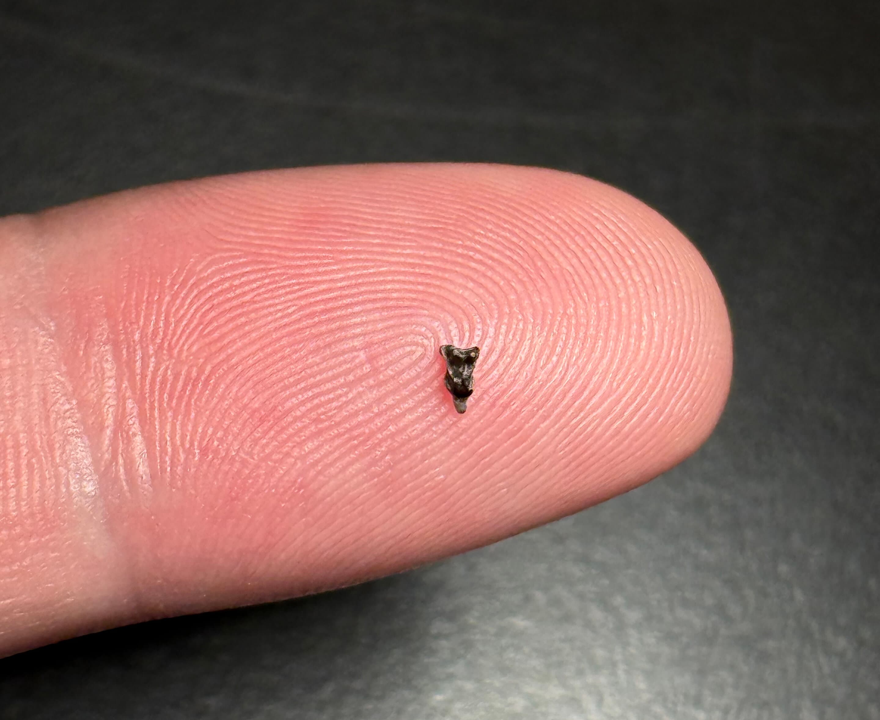 Tiny Purgatorius fossils in Denver Basin hint at early primate spread southward - Phys.org