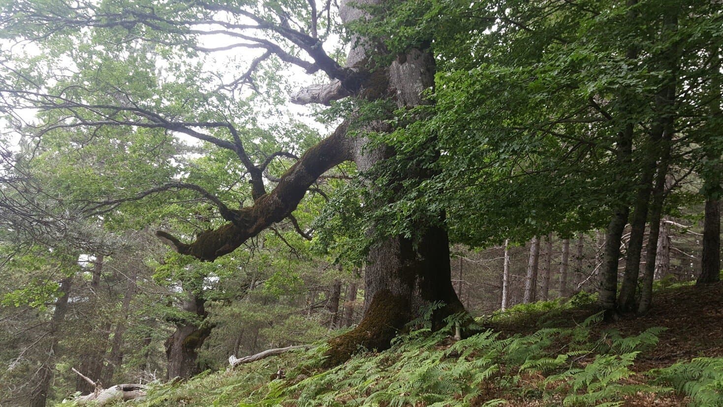 Radiocarbon dating rewrites angiosperm trees' lifespan records worldwide - Phys.org