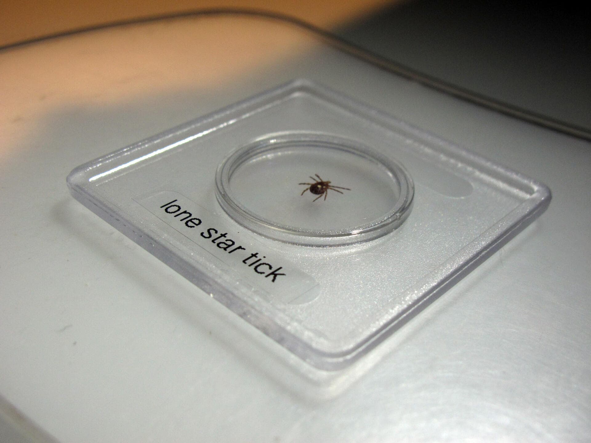 Lone Star Tick Spread Drives Surge in Alpha-Gal Allergy Cases Across U.S., Forcing Dietary Overhauls and Public Health Response