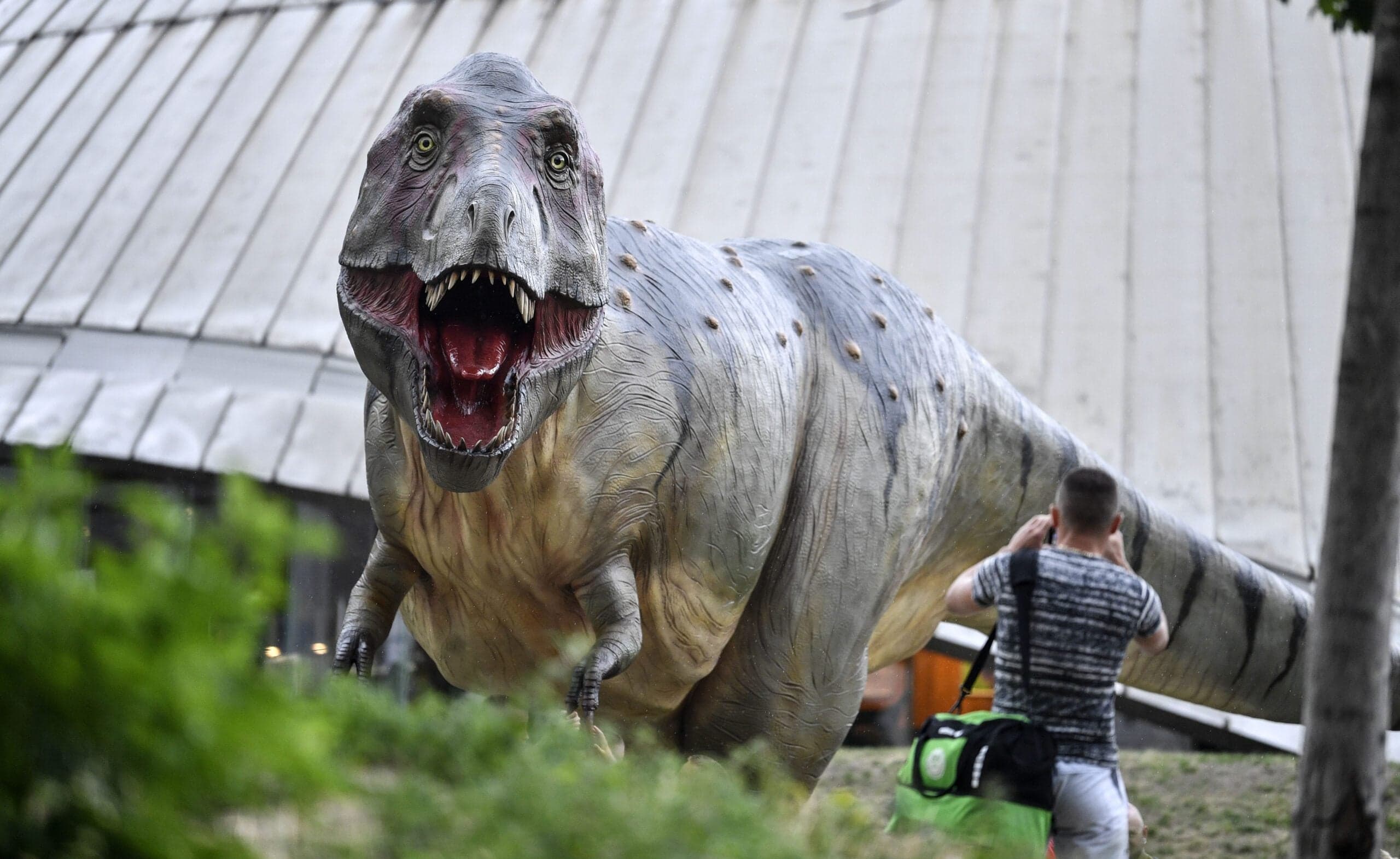 Fossil discovered in New Mexico may belong to T. rex ancestor