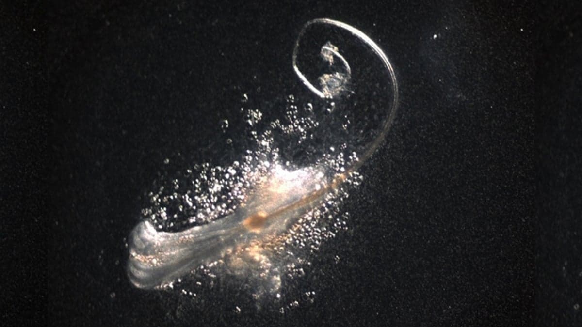 Fully Functional Hair Follicles Have Been Grown in The Lab For The First Time