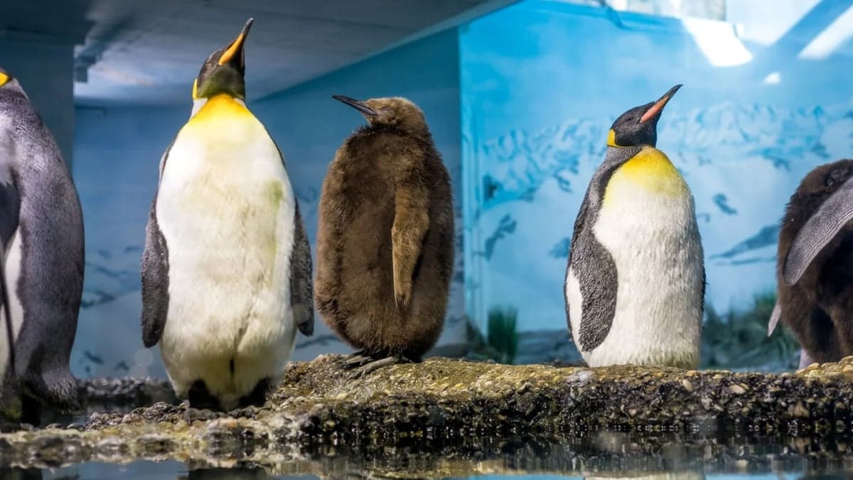 Study Finds Overfed Zoo Penguins Age Faster Than Wild Counterparts: A Cautionary Tale for Human Lifespan Research