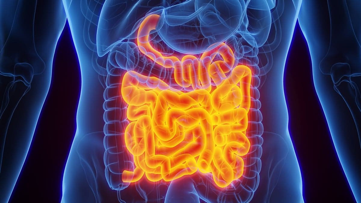 Revolutionary Gut Protein Intelectin-2 Discovered as Dual-Purpose Defense Against Harmful Bacteria and Inflammation