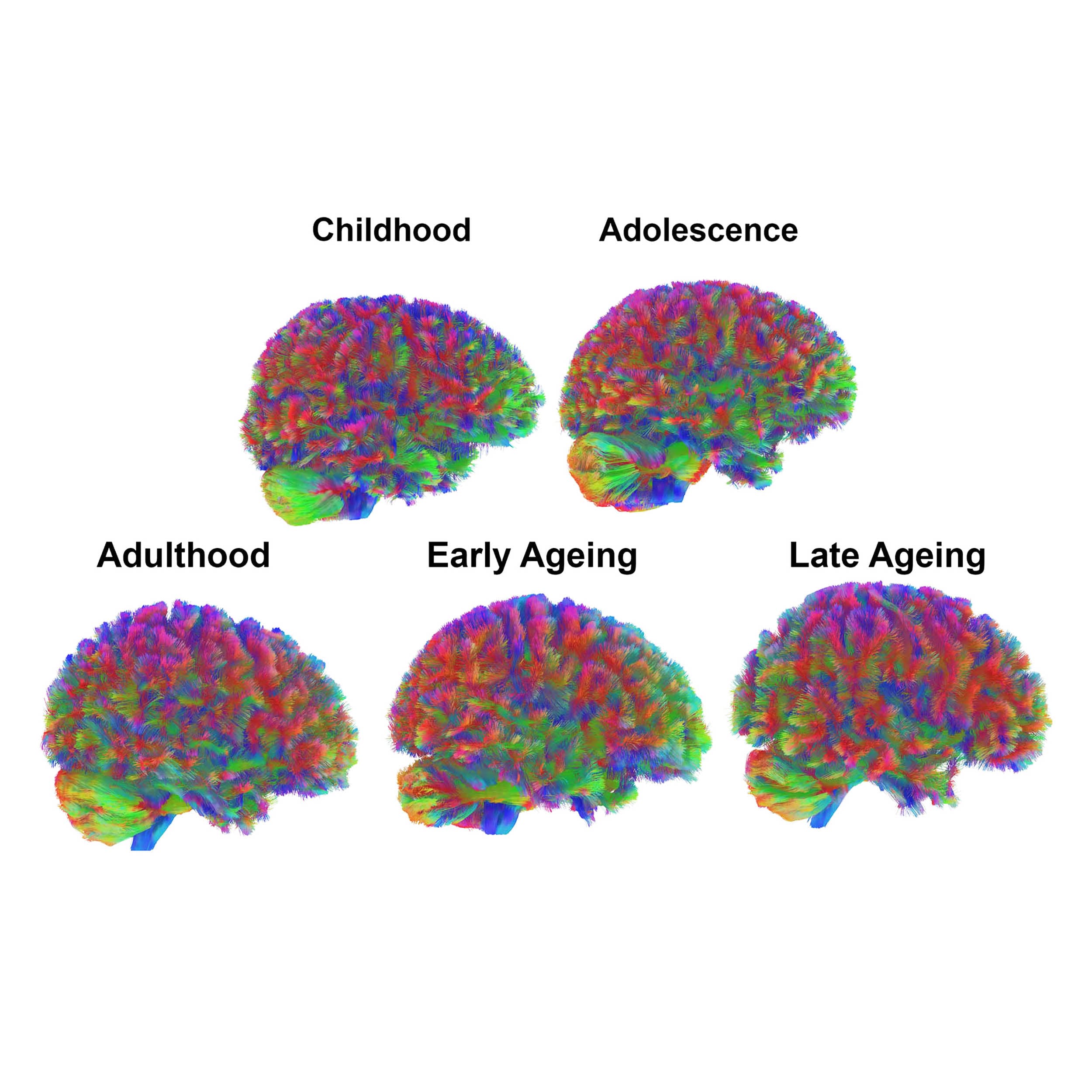 Four specific ages are the 'most crucial' for human brain development, maturity, intelligence, and overall ability - Earth.com