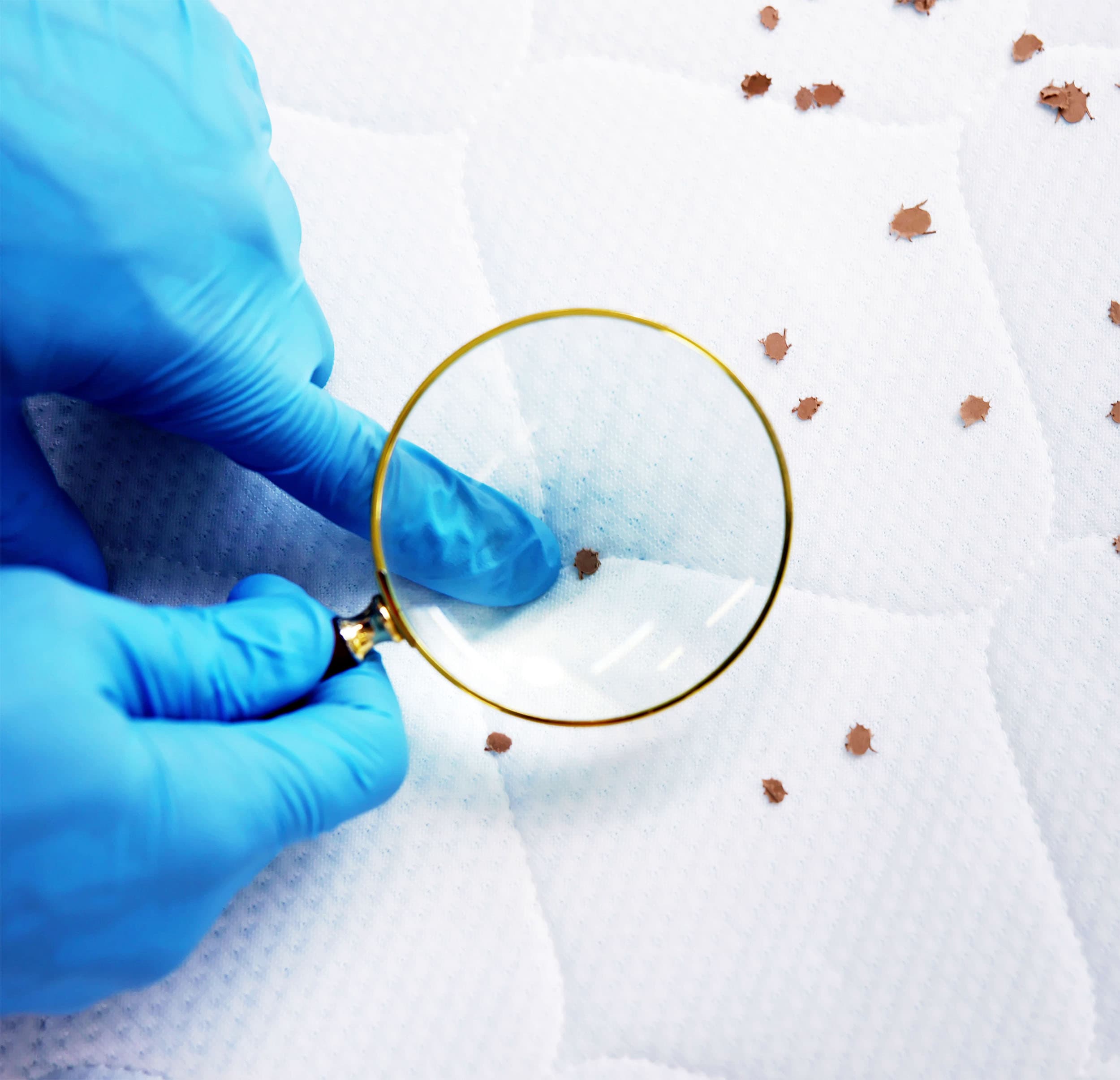 Scientists learn that bed bugs have a 'kryptonite' that makes them surprisingly easy to defeat - Earth.com