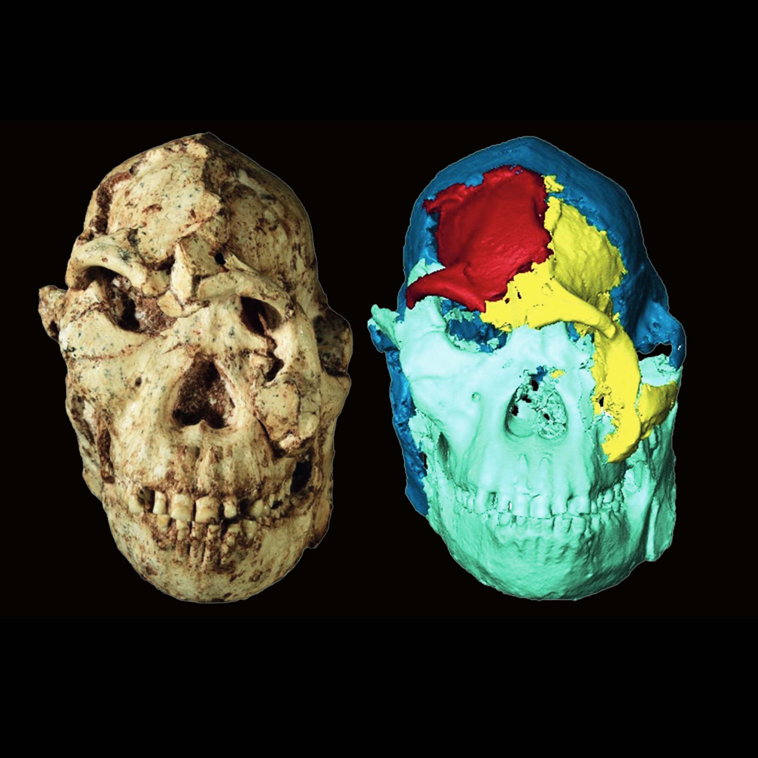 Scientists Reconstruct Face of 3.67-Million-Year-Old Human Ancestor 'Little Foot'
