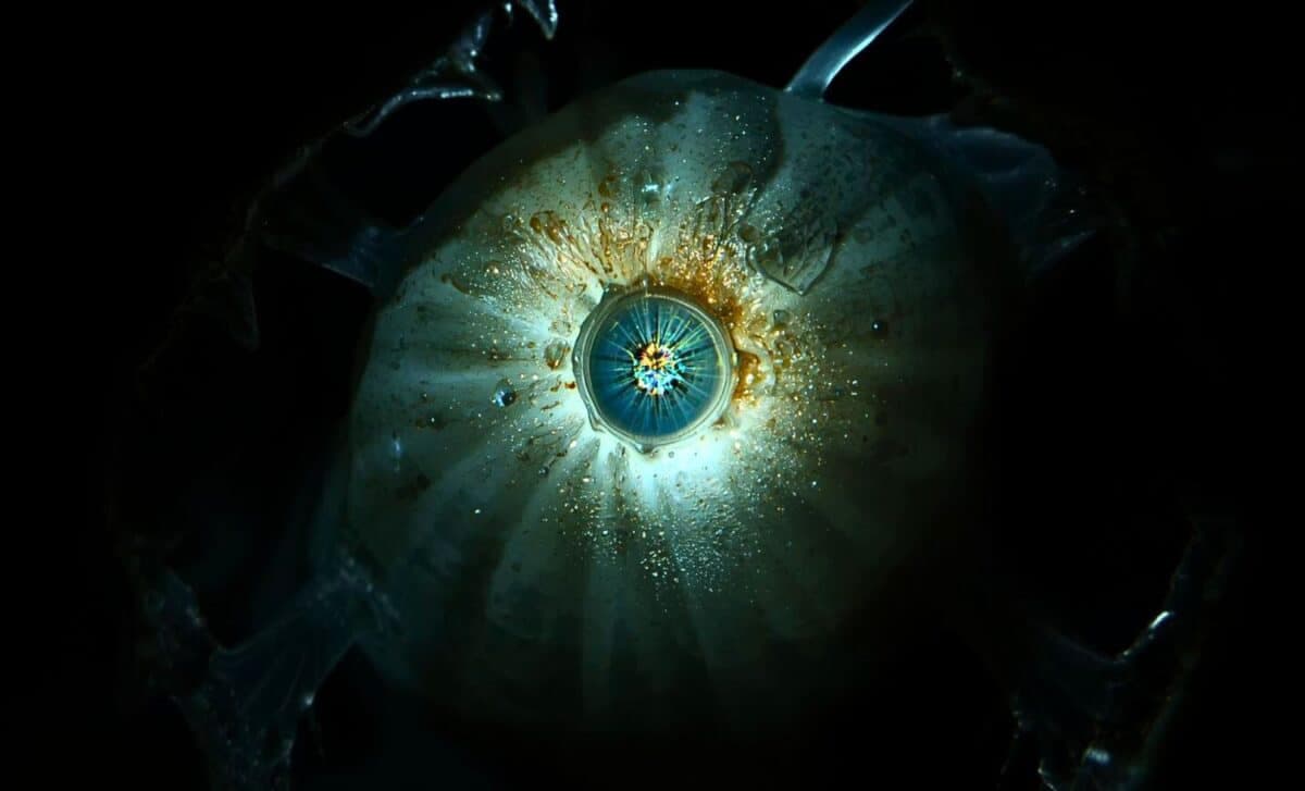 600 Million Years Ago, a "Cyclops" Lived with a Single Eye on Its Forehead, and Your Eyes Descend from It - The Daily Galaxy