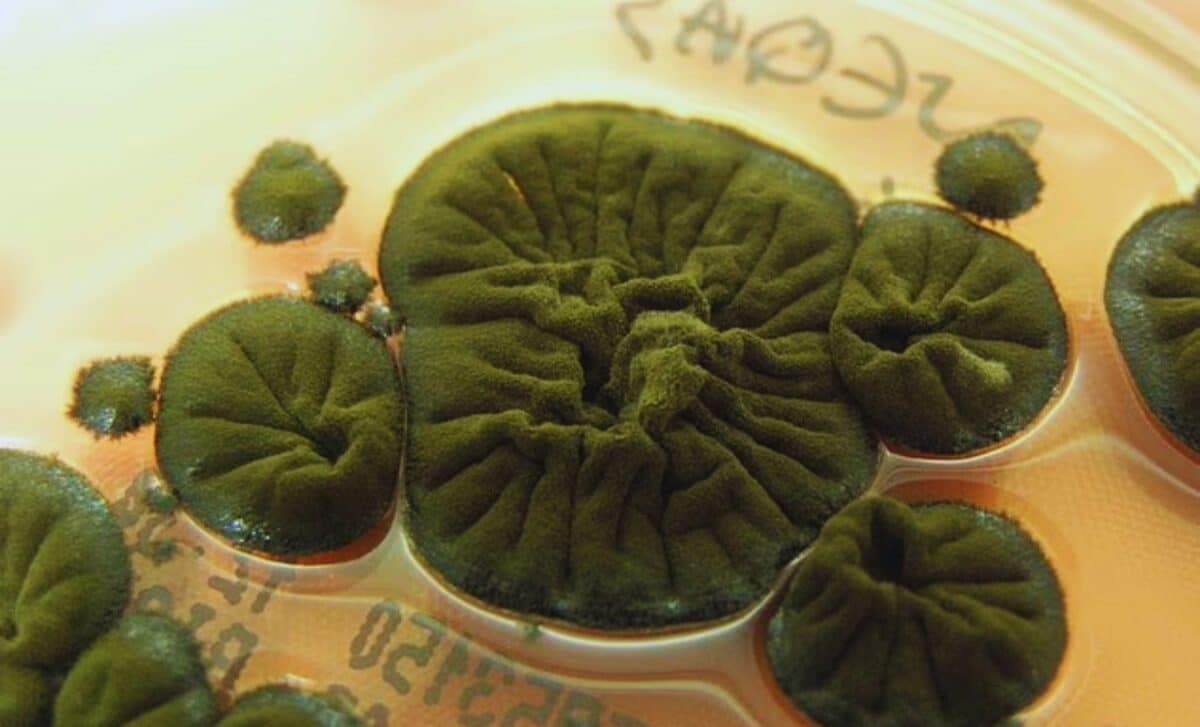 In The Ruins Of Chernobyl’s Reactor, Scientists Found A Fungus That Developed A Stunning Ability