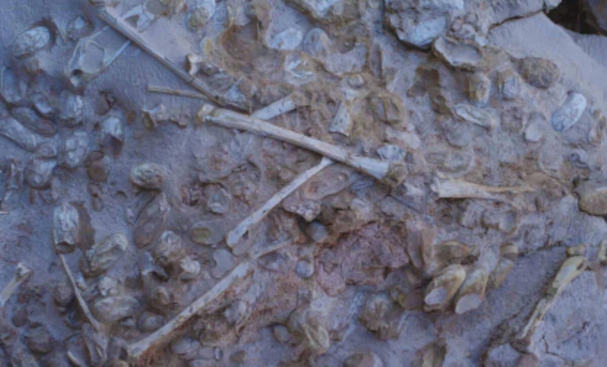 Scientists Unearth Over 200 Fossilized Eggs Found in a Single Block in China, and What They Found Inside Is Rare - The Daily Galaxy