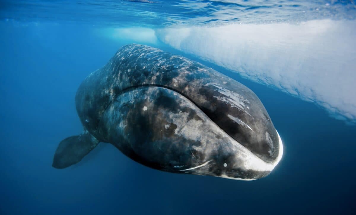 Humans Could Live Up to 200 Years If Scientists Harness a Protein That Repairs DNA Damage - The Daily Galaxy