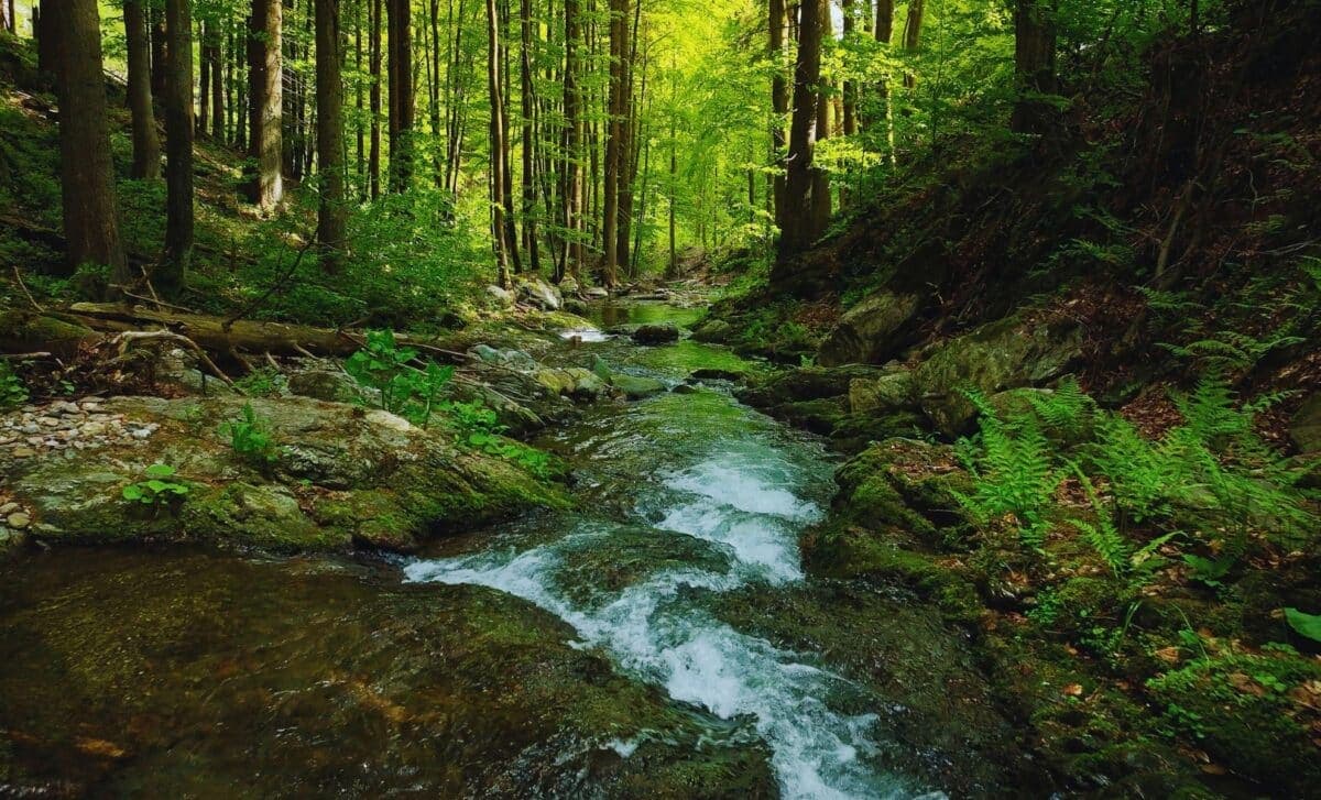 A Woman Found This Massive Stone in a Stream, It’s Now Ranked Among the Largest Intact Amber Ever Discovered