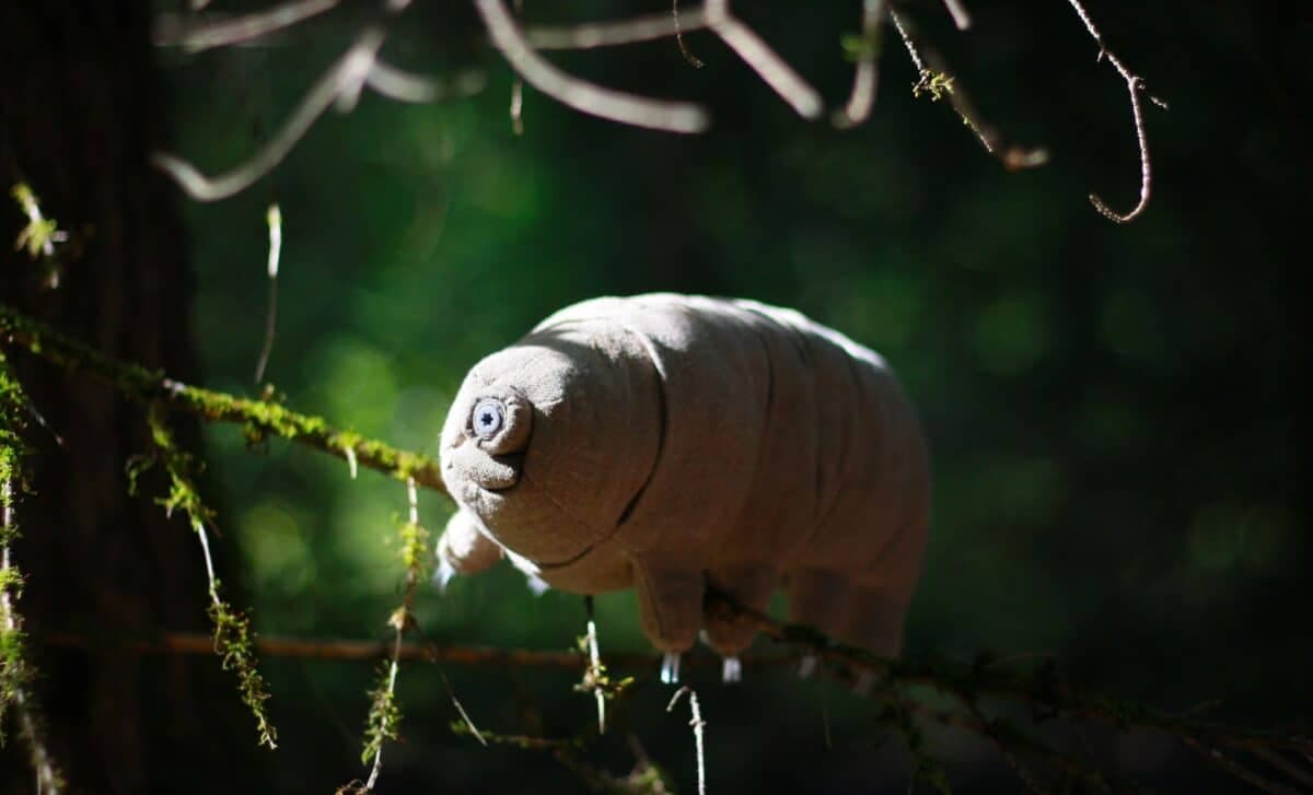 Researchers Test Mars Soil on One of Earth’s Toughest Creatures, The Reaction Was Unexpected