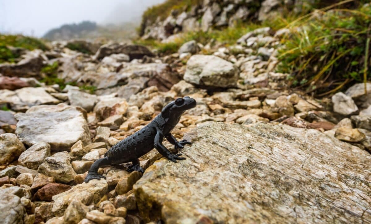 This Oddball Salamander Ancestor Stood Out in Prehistoric Waters with Its Bizarre, Evolution-Defying Jaw