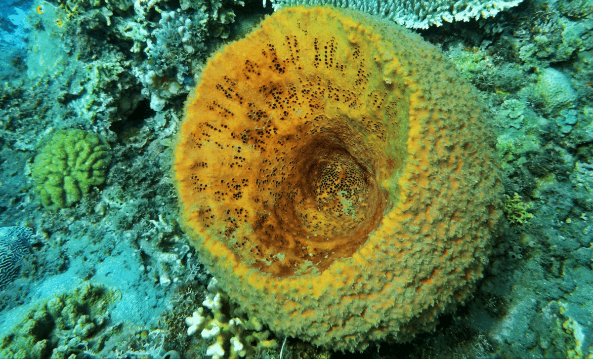 Scientists Reveal Earth’s First Animals: 541 Million-Year-Old Sea Creatures Likely Shaped the Origins of Life