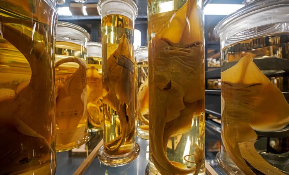 Inside Darwin’s Sealed Specimens: A Laser Just Revealed What’s Been Hidden for 200 Years - Indian Defence Review