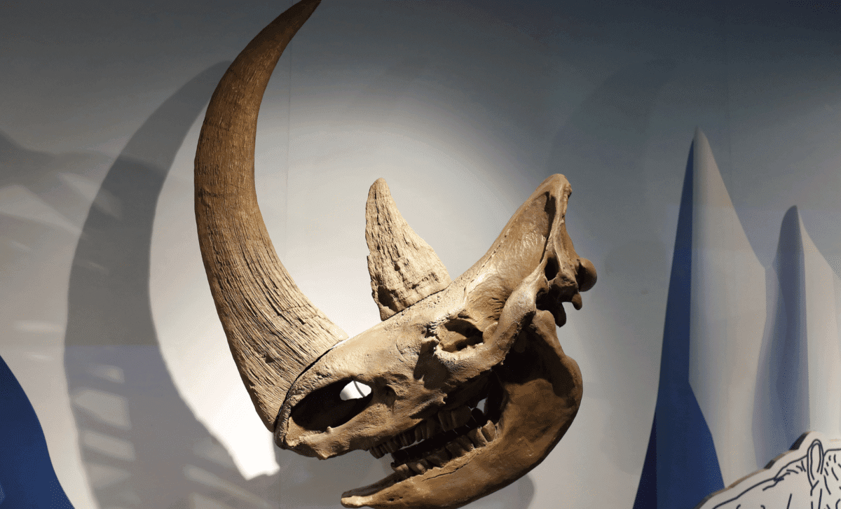 Scientists Discover 23 Million-Year-Old Arctic Rhino, Unveiling a Lost Era of Prehistoric Life - Indian Defence Review