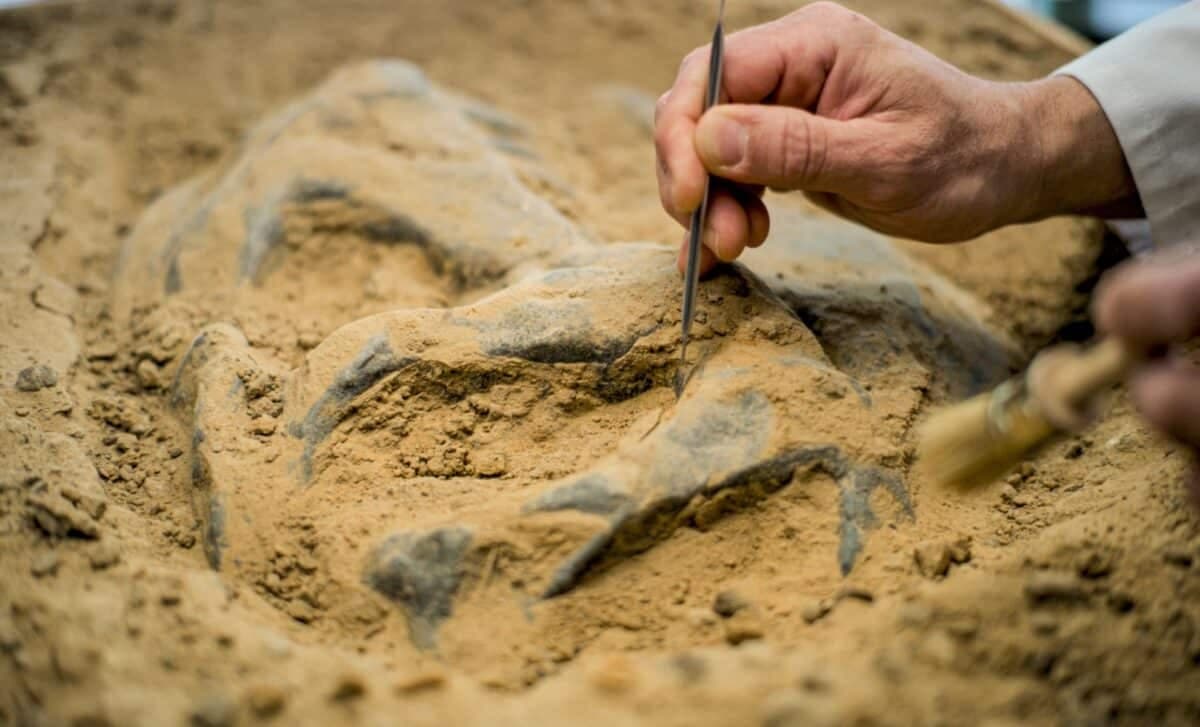 Ancient Fossil Reveals a Surprising Truth About Dinosaur Size