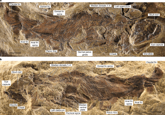 The oldest articulated bony fish from the early Silurian period - Nature