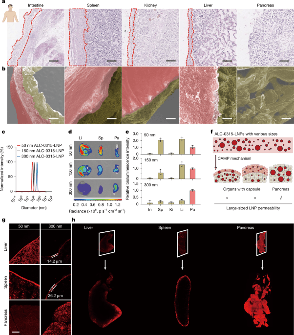 Pancreatic-targeted lipid nanoparticles based on organ capsule filtration - Nature