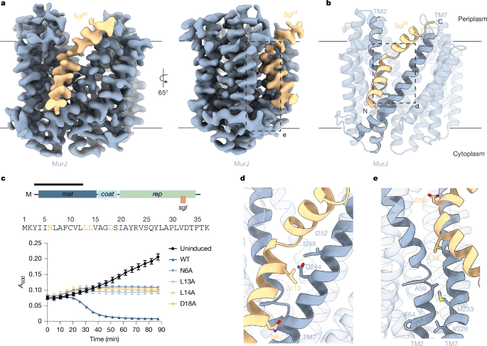 Convergent MurJ flippase inhibition by phage lysis proteins - Nature