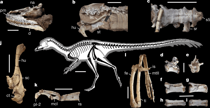 Argentine fossil rewrites evolutionary history of a baffling dinosaur clade - Nature