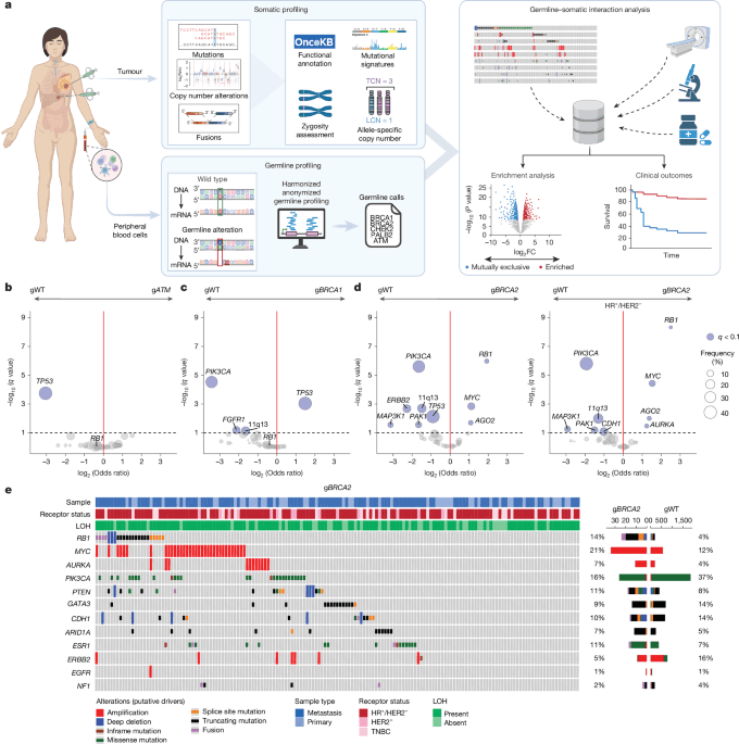Homologous recombination deficiency and hemizygosity drive resistance in breast cancer - Nature