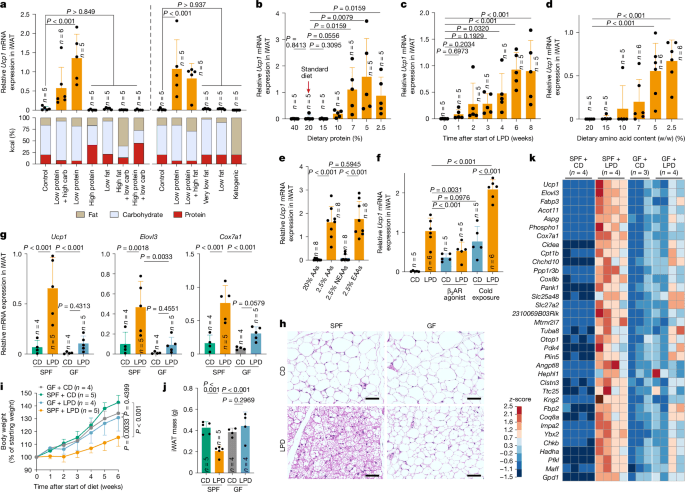 Microbiota-mediated induction of beige adipocytes in response to dietary cues - Nature