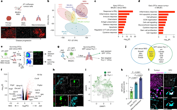A glucocorticoid–FAS axis controls immune evasion during metastatic seeding - Nature