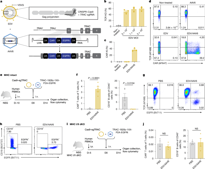 Breakthrough In Vivo CAR T Cell Engineering: Scientists Reprogram Human T Cells Directly Inside the Body to Attack Cancer