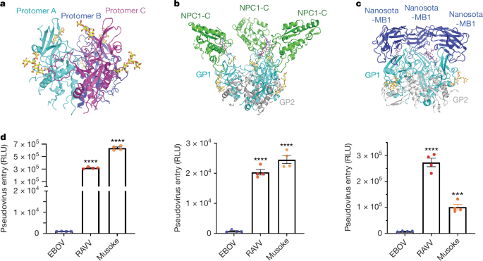 Structures of Marburgvirus glycoprotein and its complex with NPC1 receptor - Nature