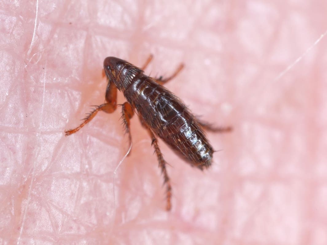 Flea-Borne Typhus Surges to Record Highs in LA County: 220 Cases in 2025 with 90% Hospitalization Rate
