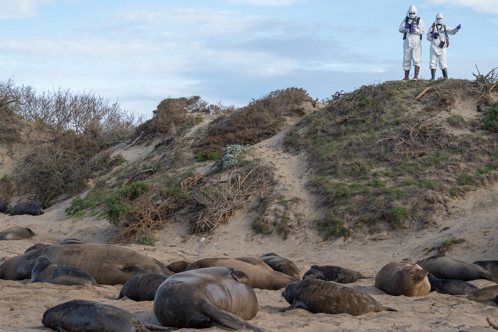 Deadly virus outbreak at Bay Area state park spreads to nearby beaches - SFGATE