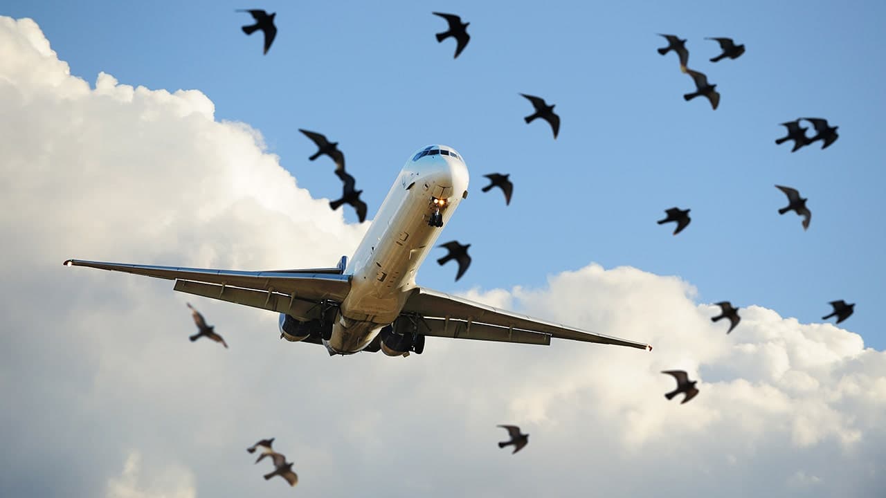 Bird strike forces major airline to turn around after windshield is cracked midair