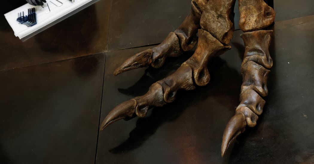 T. Rex Ran on Its Tiptoes ‘Like an 8-Ton Chicken’